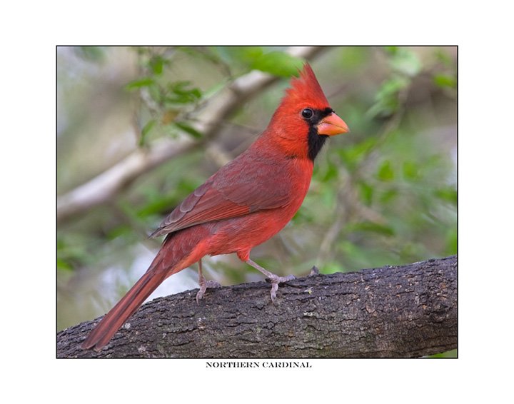 1961 northern cardinal.jpg